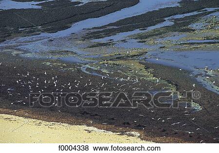 beach, beaches, sea, sand, seaweed, coastal landscape, coast View Large Photo Image Stock Photo - beach, beaches, sea, sand, seaweed, coastal landscape, coast. Fotosearch