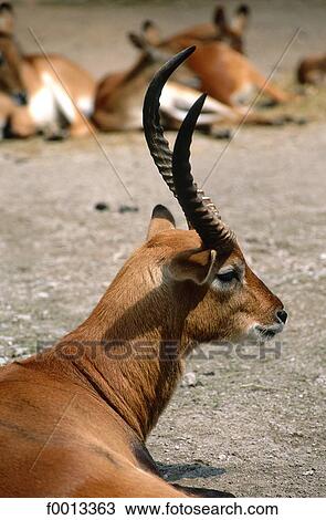 Stock Image - Berlin, Europe, Germany, exterior, open air, travel, travel animal. Fotosearch