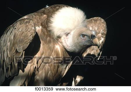 Stock Photo - Berlin, Germany, Europe, exterior, open air, travel, travel animal. Fotosearch