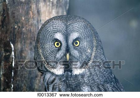 Stock Photo - Berlin, Germany, Europe, exterior, open air, travel, travel animal. Fotosearch
