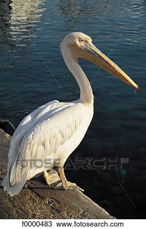 Stock Image - bird, animals, pelican, Europe, Greece, Cyclades, animal. Fotosearch