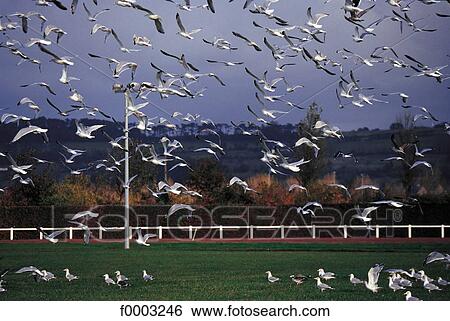 bird, seagull, stadium, bird flight, animal, animals, Normandy View Large Photo Image Stock Photograph - bird, seagull, stadium, bird flight, animal, animals, Normandy. Fotosearch