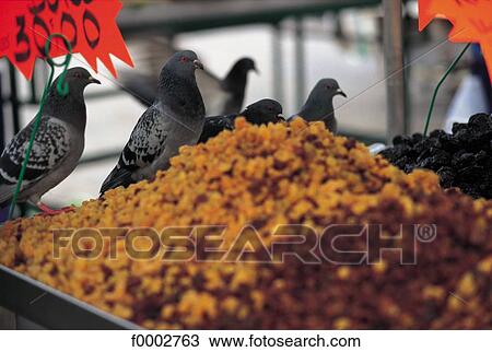 bird, stmarket, animal, animals, France, French, French Europe View Large Photo Image Stock Image - bird, stmarket, animal, animals, France, French, French Europe. Fotosearch