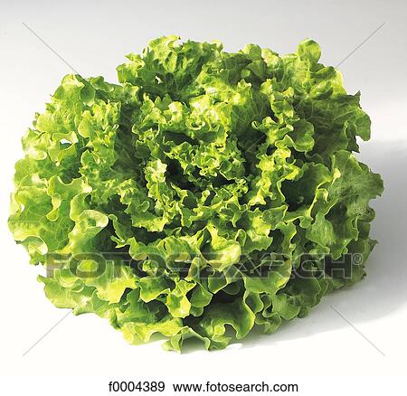 Blatt Gemuse Webb Kopfsalat Salat Blatt Gemuse Blatter Nahrung Stock Foto F Fotosearch