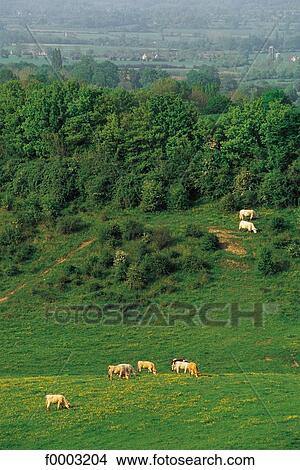 bocage, cow, flock, herd, animal, animals, cattle View Large Photo Image Picture - bocage, cow, flock, herd, animal, animals, cattle. Fotosearch