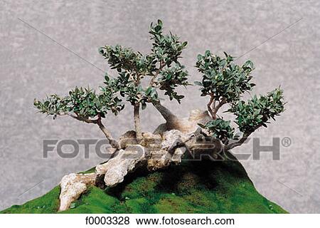 Stock Photo - bonsai, box tree, inside, indoors. Fotosearch