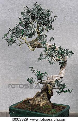 bonsai, olive tree, inside, indoors View Large Photo Image Stock Photo - bonsai, olive tree, inside, indoors. Fotosearch