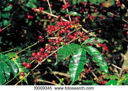 Brazil, South America, travel, travel exterior, open air, flora View Large Photo Image Stock Photography - Brazil, South America, travel, travel exterior, open air, flora. Fotosearch