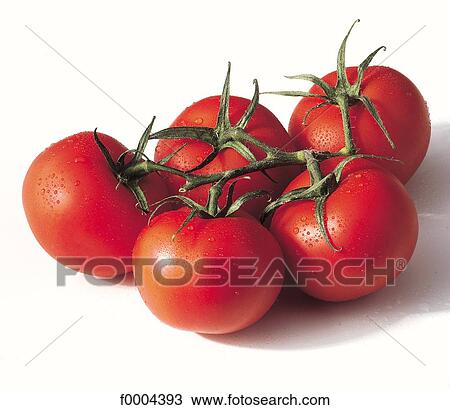 bunch of tomato, tomato, cluster, vegetable, tomatoes, red, aliment View Large Photo Image Stock Image - bunch of tomato, tomato, cluster, vegetable, tomatoes, red, aliment. Fotosearch