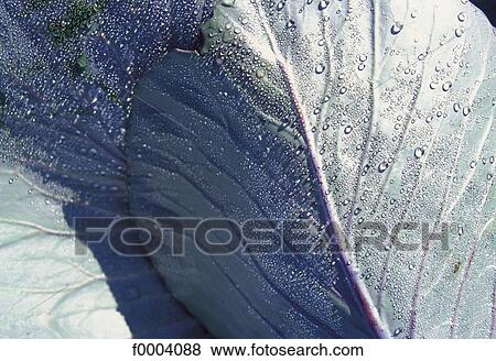 Stock Photo - cabbage, aliment, vegetable, leaf, leaves, dew, purple. Fotosearch