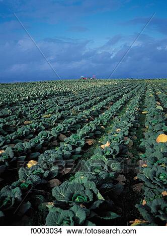cabbage, Brittany, Europe, France, French, French Ille et Villaine, field View Large Photo Image Picture - cabbage, Brittany, Europe, France, French, French Ille et Villaine, field. Fotosearch