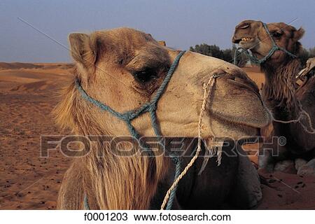 Stock Image - camel, animal, animals, Tunisia, Northern Africa, ruminant, mammal. Fotosearch