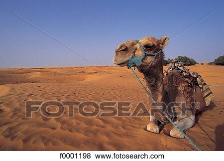 camel, animal, animals, Tunisia, Northern Africa, ruminant, mammal View Large Photo Image Stock Photo - camel, animal, animals, Tunisia, Northern Africa, ruminant, mammal. Fotosearch