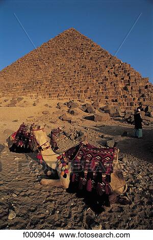 camel, Egypt, Northern Africa, exterior, open air, travel View Large Photo Image Picture - camel, Egypt, Northern Africa, exterior, open air, travel. Fotosearch