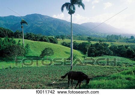 Caribbean, Dominican Republic, travel, travel exterior, open air, landscape View Large Photo Image Stock Image - Caribbean, Dominican Republic, travel, travel exterior, open air, landscape. Fotosearch
