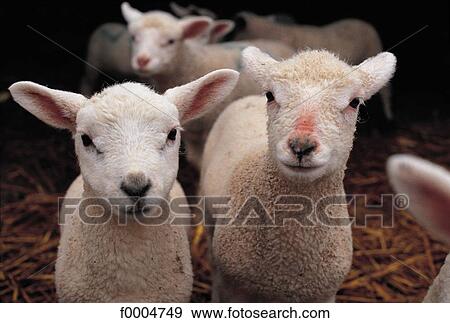 cattle, animals, mammal, lamb, tamed animal, animal View Large Photo Image Stock Photo - cattle, animals, mammal, lamb, tamed animal, animal. Fotosearch