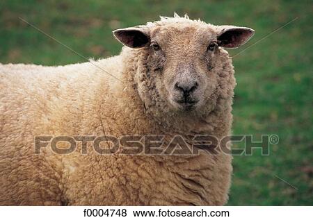 cattle, animals, mammal, sheep, tamed animal, animal View Large Photo Image Stock Photo - cattle, animals, mammal, sheep, tamed animal, animal. Fotosearch