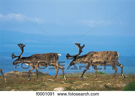 cervidae, Sweden, animal, animals, Europe, ruminant, mammal View Large Photo Image Stock Image - cervidae, Sweden, animal, animals, Europe, ruminant, mammal. Fotosearch