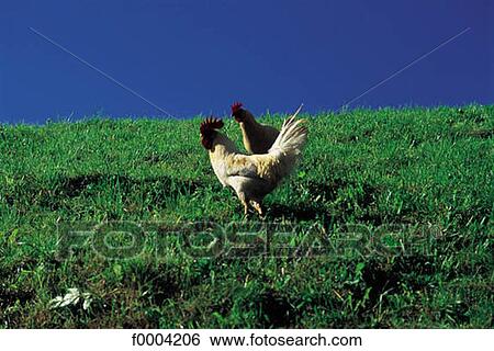 chicken, animal, animals, Austria, Europe, Tyrol View Large Photo Image Stock Photograph - chicken, animal, animals, Austria, Europe, Tyrol. Fotosearch