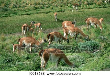 Stock Photo - Chile, exterior, open air, South America, travel, travel Torres del Paine Park. Fotosearch