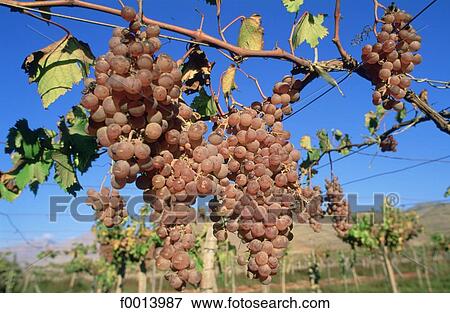 Chile, exterior, open air, South America, travel, travel horizontal, grape View Large Photo Image Stock Photo - Chile, exterior, open air, South America, travel, travel horizontal, grape. Fotosearch
