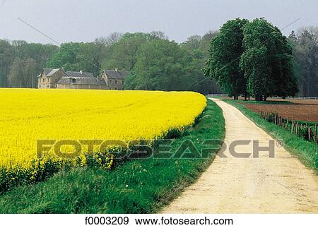 Stock Photo - colza, field, path, field of flower, landscape, landscapes, scene. Fotosearch