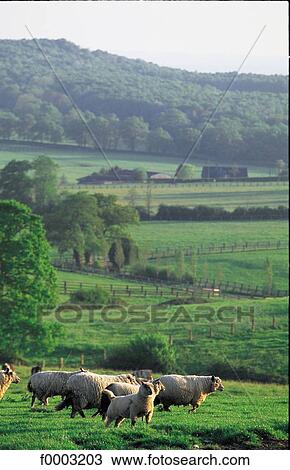 countryside, country, rural, field, sheep, animal, animals View Large Photo Image Stock Image - countryside, country, rural, field, sheep, animal, animals. Fotosearch
