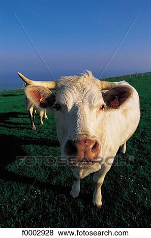 cow, animal, animals, cattle, ruminant, mammal, Europe View Large Photo Image Stock Photo - cow, animal, animals, cattle, ruminant, mammal, Europe. Fotosearch
