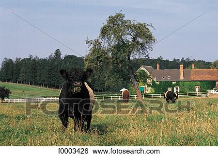 cow, animal, animals, cattle, ruminant, mammal View Large Photo Image Stock Photograph - cow, animal, animals, cattle, ruminant, mammal. Fotosearch