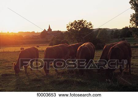 cow, animal, animals, ruminant, sunrise, flock View Large Photo Image Stock Image - cow, animal, animals, ruminant, sunrise, flock. Fotosearch