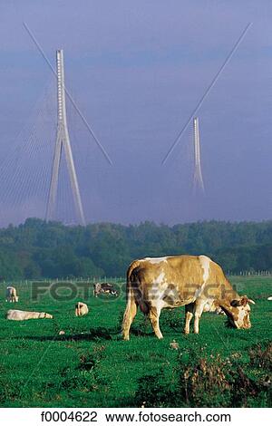 Stock Image - cow, bridge, Normandy bridge, field, Europe, France, French. Fotosearch