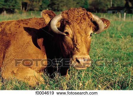 cow, Europe, France, French, French Limousin, ruminant View Large Photo Image Stock Photo - cow, Europe, France, French, French Limousin, ruminant. Fotosearch