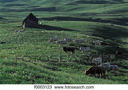 cow, field, animal, animals, landscape, landscapes, scene View Large Photo Image Stock Image - cow, field, animal, animals, landscape, landscapes, scene. Fotosearch