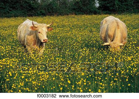 cow, field of flower, animal, animals, cattle, ruminant, flora View Large Photo Image Stock Image - cow, field of flower, animal, animals, cattle, ruminant, flora. Fotosearch