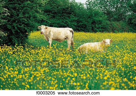 cow, field of flower, animal, animals, landscape, landscapes View Large Photo Image Stock Photography - cow, field of flower, animal, animals, landscape, landscapes. Fotosearch