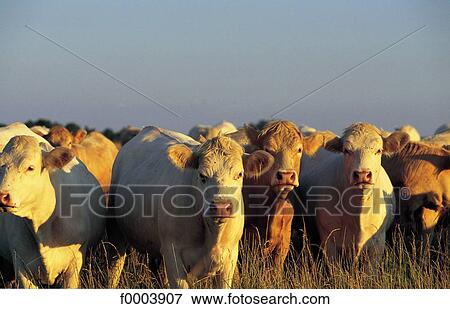 cow, flock, herd, flock of cow, herd of cow, animal, animals View Large Photo Image Stock Photo - cow, flock, herd, flock of cow, herd of cow, animal, animals. Fotosearch