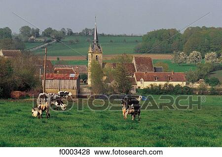 Stock Photo - cow, landscape, landscapes, scene, scenery, scenes. Fotosearch