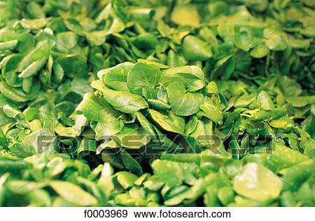 cress, green, salad, leaves, leaf, leaf vegetable, aliment View Large Photo Image Stock Photo - cress, green, salad, leaves, leaf, leaf vegetable, aliment. Fotosearch