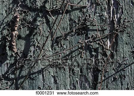 dead, death, wood, exterior, open air, background View Large Photo Image Stock Image - dead, death, wood, exterior, open air, background. Fotosearch