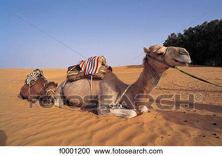 Stock Image - desert, camel, animal, animals, Tunisia, Northern Africa, ruminant. Fotosearch
