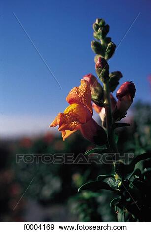 dew, flower, flora, wildlife, snapdragon, nature View Large Photo Image Stock Photo - dew, flower, flora, wildlife, snapdragon, nature. Fotosearch