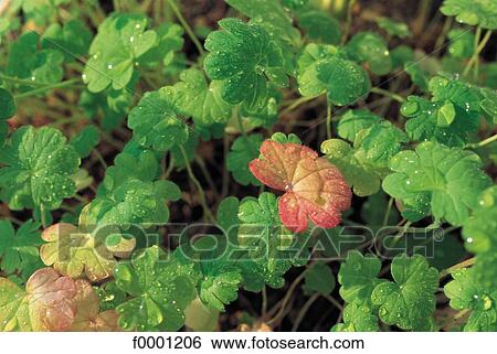 Stock Photograph - dew, green, nature, exterior, open air, background. Fotosearch