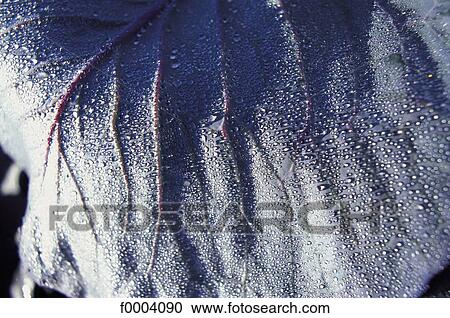 dew, vegetable, leaves, leaf, cabbage, purple, aliment View Large Photo Image Stock Image - dew, vegetable, leaves, leaf, cabbage, purple, aliment. Fotosearch