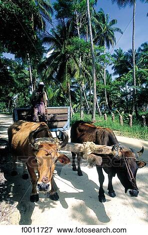 Dominican Republic, Caribbean, Las Terranas, travel, travel exterior, open air View Large Photo Image Stock Photo - Dominican Republic, Caribbean, Las Terranas, travel, travel exterior, open air. Fotosearch