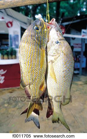 Dominican Republic, Caribbean, Las Terranas, travel, travel vertical, fish, exterior View Large Photo Image Stock Photography - Dominican Republic, Caribbean, Las Terranas, travel, travel vertical, fish, exterior. Fotosearch
