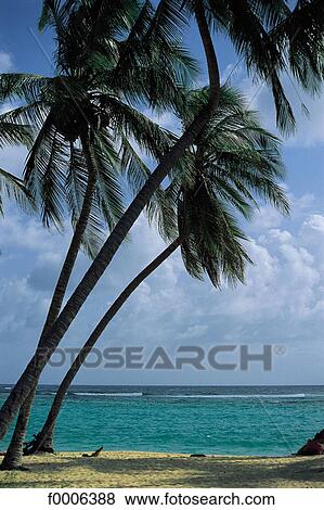 Dominican Republic, exterior, open air, French West Indies, flora, wildlife View Large Photo Image Stock Photo - Dominican Republic, exterior, open air, French West Indies, flora, wildlife. Fotosearch