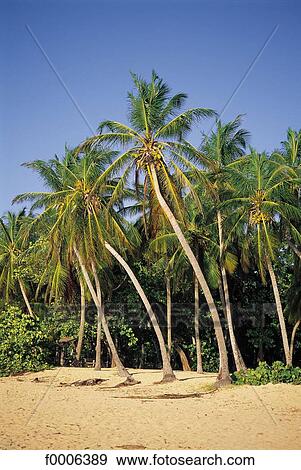 Stock Photo - Dominican Republic, exterior, open air, French West Indies, flora, wildlife. Fotosearch