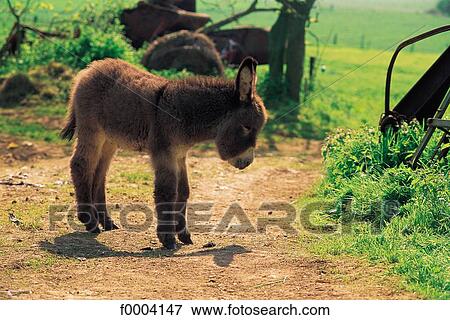 Stock Photo - donkey, animal, animals, baby donkey, mammal, tamed animal. Fotosearch