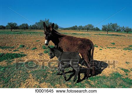 donkey, animal, animals, Tunisia, Northern Africa, mammal, tuburbo majus View Large Photo Image Stock Photography - donkey, animal, animals, Tunisia, Northern Africa, mammal, tuburbo majus. Fotosearch