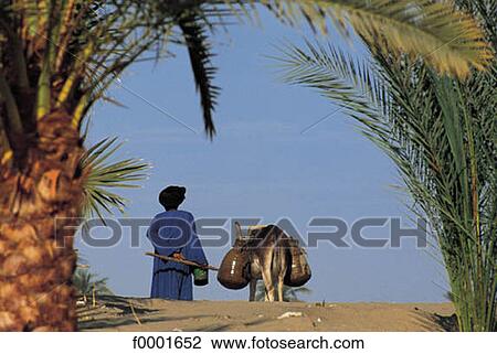 donkey, Egypt, Northern Africa, people, fellah, palm tree View Large Photo Image Stock Image - donkey, Egypt, Northern Africa, people, fellah, palm tree. Fotosearch